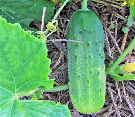 Cucumbers Plant Care And Collection Of Varieties