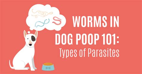 Finding Worms In Dog Poop Check Out Our Guide To Dog Parasites