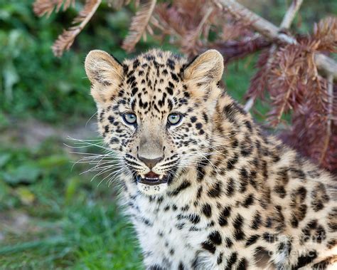 Portrait Of Amur Leopard Cub Photograph By Sarah Cheriton Jones Pixels