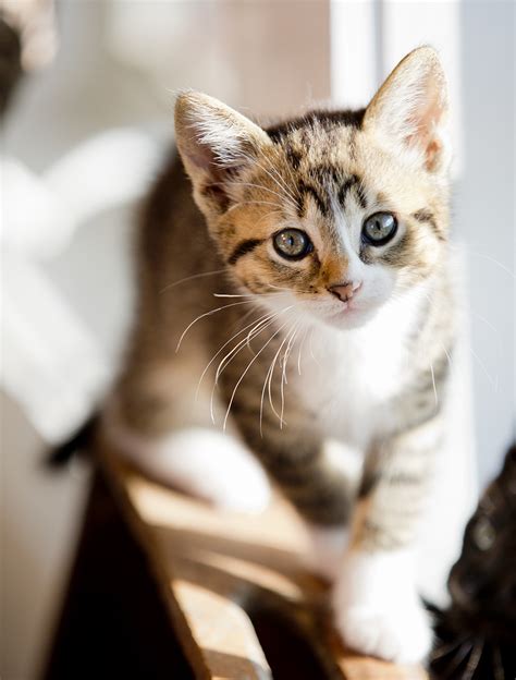 50 Fun Names For Girl Cats Better Homes And Gardens