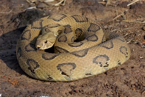 Russells Viper Vipera Russelii