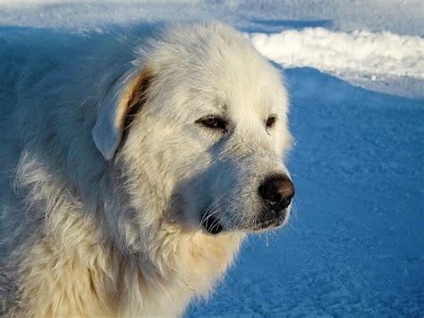 17 Big White Dogs You Cant Help But Love Canine Weekly