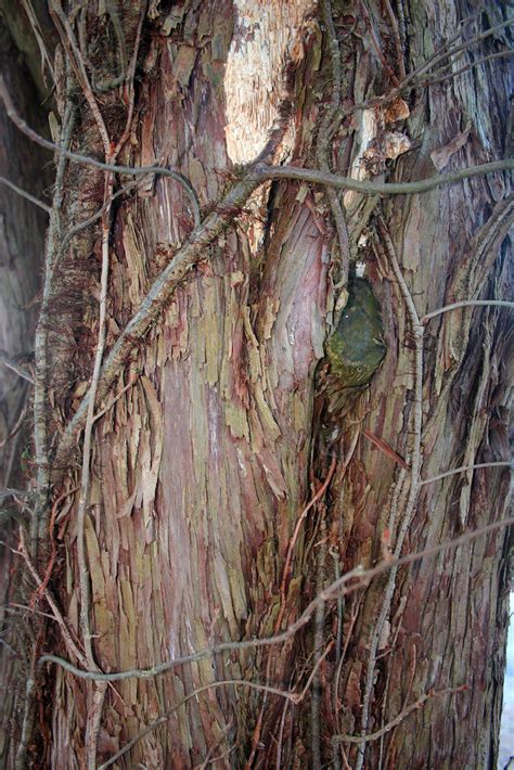 Shaggy Bark And Vines Eastern Red Cedar Scientific Name Jun Flickr
