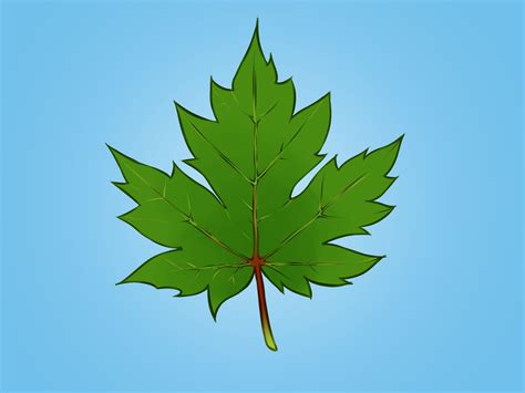 How To Draw A Maple Leaf 10 Steps With Pictures Wikihow