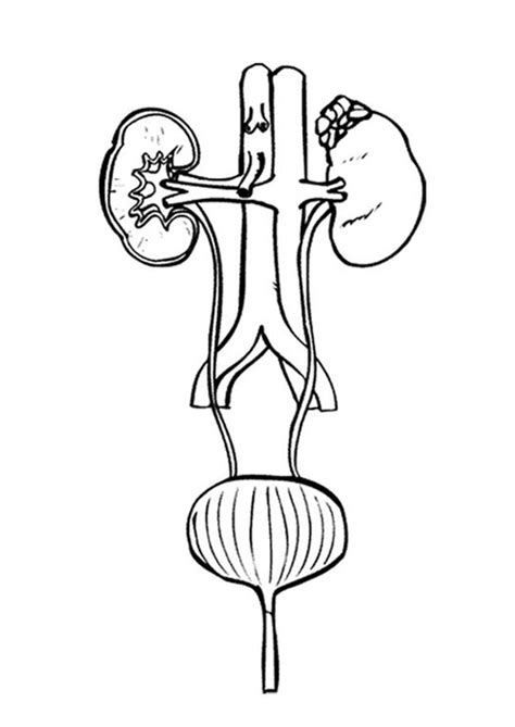 Urinario Aparato Excretor Harnsystem Coloring Dibujos Urinaria Urinary Images And Photos Finder