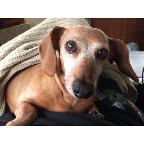 Doxie Rescue Of Bucks Cty And Nj On Instagram “ginger Has A Special Day