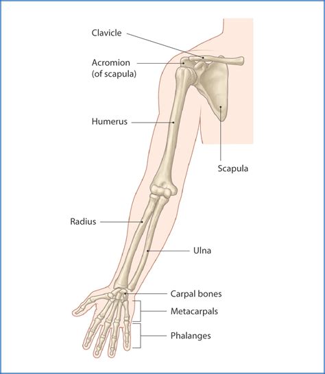 Bones Of The Upper Limb Anatomy And Physiology Upper Limb Anatomy