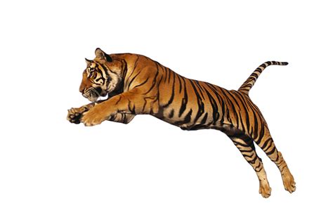 Tigre De Bengala Png