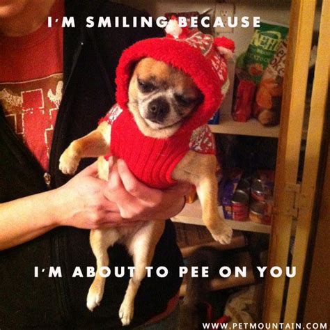 16 Best Chihuahua Post Images On Pinterest Funny Animals