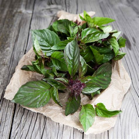 Basil Seeds Thai Herb Seeds In Packets And Bulk Eden Brothers