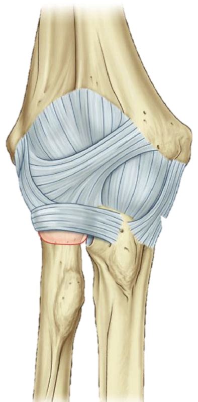 Elbow Muscles Tendons And Ligaments