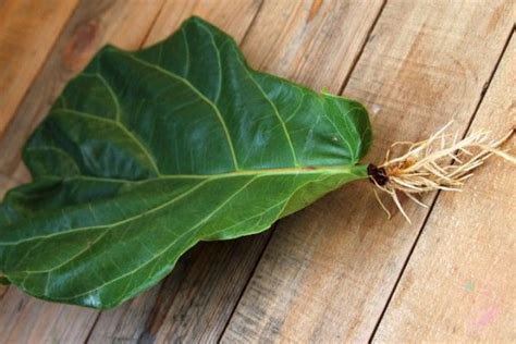Fiddle Leaf Fig Propagation 100 Success In 2 Easy Ways Fiddle Leaf