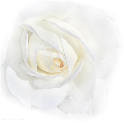 Tears White Rose Flower Photograph By Jennie Marie Schell Fine Art