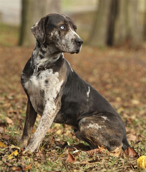 10 Cool Facts About Catahoula Leopard Dogs Catahoula Leopard Dog