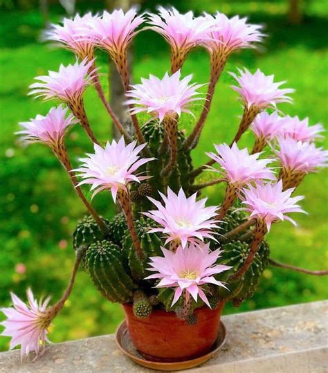 Echinopsis Oxygona Easter Lily Cactus Pink Easter Lily Cactus Night