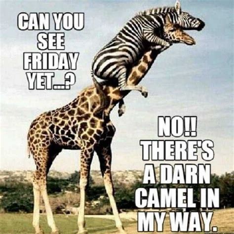 The Best Happy Hump Day Memes Funny Wednesday Quotes Morning Quotes