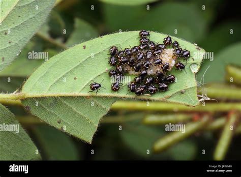 Stink Bug Egg Hi Res Stock Photography And Images Alamy