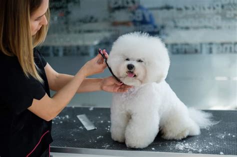 Bichon Frise Haircuts Which Is Best For My Dog K9 Web