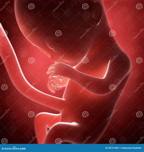 Human Fetus Month 5 Stock Illustration Illustration Of Rendering