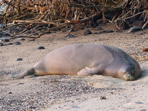 Rough Seas For The Hawaiian Monk Seal Maui Ocean Center