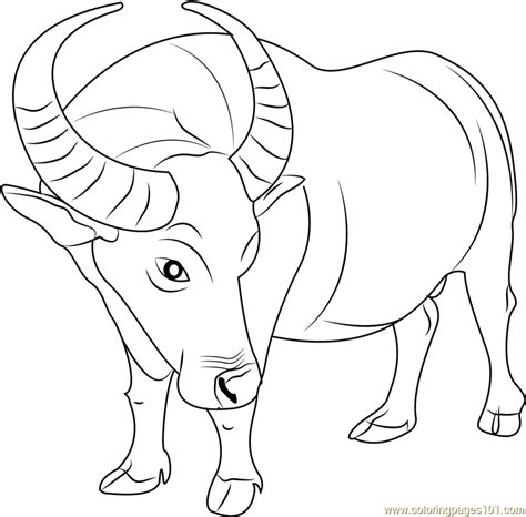 Buffalo Coloring Page for Kids - Free Buffalo Printable Coloring Pages
