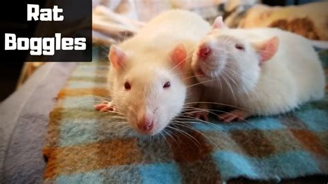 Rat Boggles The Equivalent Of Purring Pet Rat Boggling And Bruxing