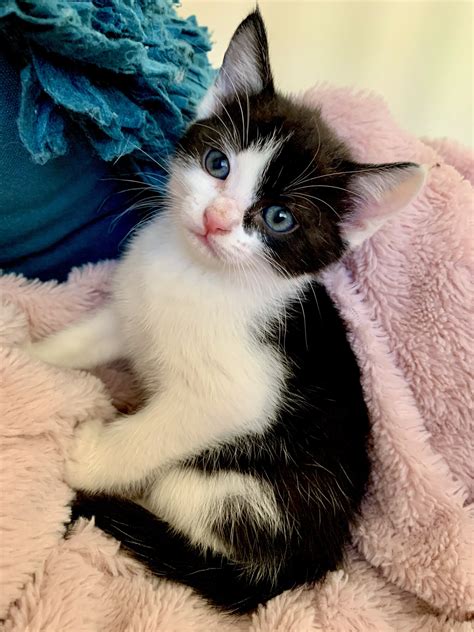 The influx of refugee children saved the mingoola public school, which had been at risk of closure. Ragdoll cross kittens
