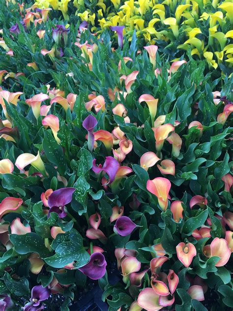 Mixed Calla Lily Bulbs Daylily Nursery