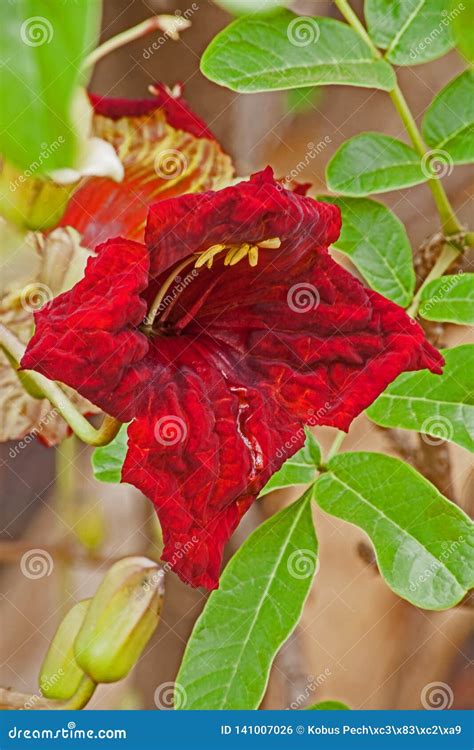 Red Flower Of The Sausage Tree Stock Photo Image Of Background