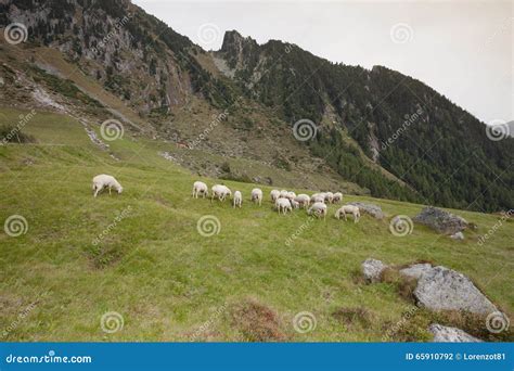 Flock Of Sheep In An Italian Mountain Pasture Stock Photo Image Of