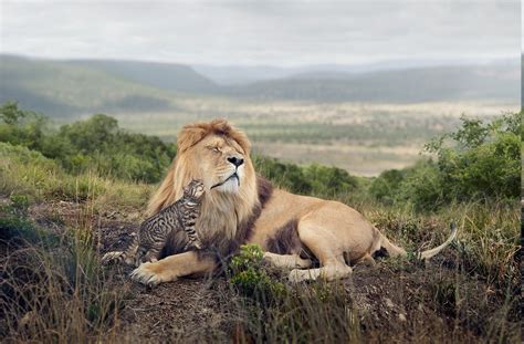Lion Nature Grass Ocelots Hill Landscape Africa Hugging Big