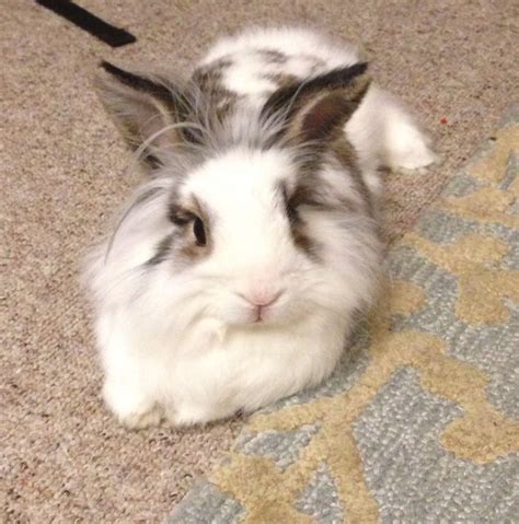 Lionhead Rabbit Wikipedia