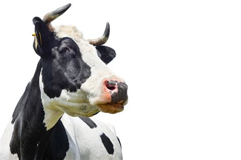 Holsteins will produce around 75 pounds or 9 gallons of milk a day. Genetic Editing Eliminates Dairy Cattle Horns ...