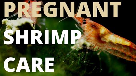 Pregnant Cherry Shrimps Need This Care For Breeding Youtube