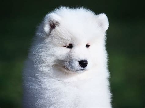 La Fey Samoyed Puppy For Sale Euro Puppy