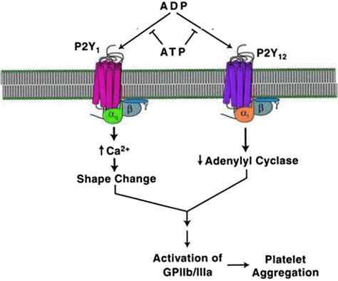 Platelet Activation Mediated By Platelet P2y1 And P2y12 Receptors