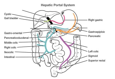 Hepatic Portal Venous System Diagram Quizlet
