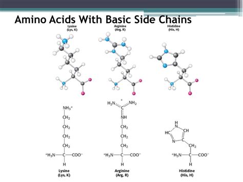 The Four Different Groups Of Amino Acids We Are Eaton