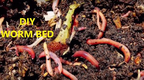 How To Make A Worm Bed For Fishing Youtube