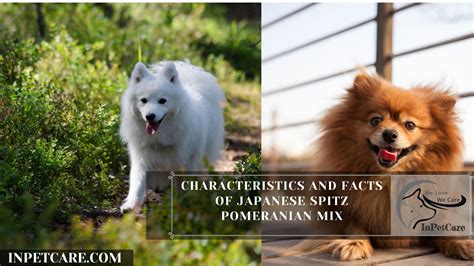 Japanese Spitz Pomeranian Mix Pictures Cost Care And More