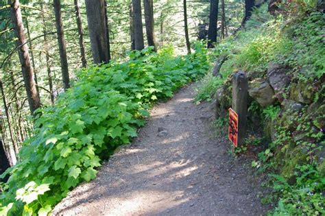Horsetail Falls Gorge Trail Junction Hiking In Portland Oregon And