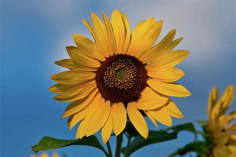 Sunflower Beauty For Ukraine Photograph By Lynn Hopwood Fine Art America