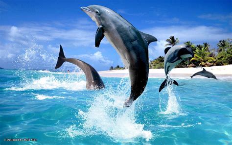 Dolphin Beach Wallpapers Top Free Dolphin Beach Backgrounds Wallpaperaccess