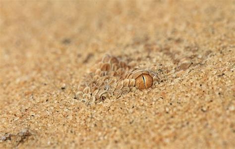 Dwarf Sahara Sand Viper Cerastes Vipera עכן קטן Reptiles And
