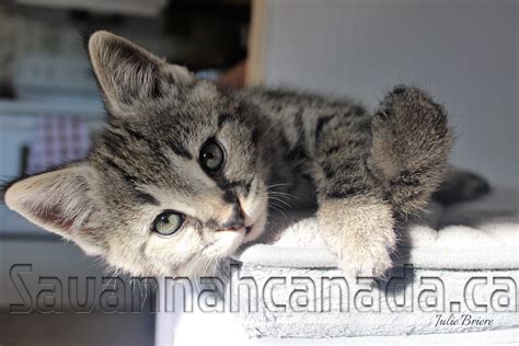 This is a template ready to go: Savannah catCat savannahCatsChatSavannah catsSavannah cats ...