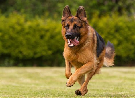 Black & tan, black & red german shepherd coat colors and inheritance in the gsd is very complex and controlled by the coated german shepherd, also called long coated german shepherd's, have much longer. German Shepherd Colors: What Is The Color of Your German ...