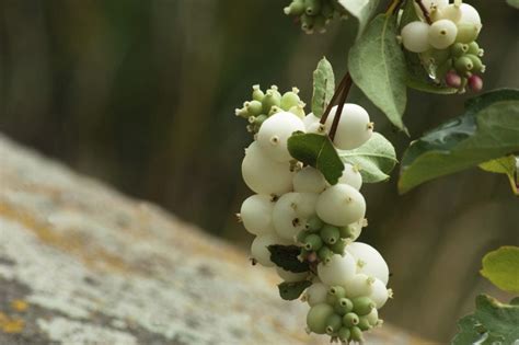Snowberry Plant Info When And Where To Plant Snowberry Bushes