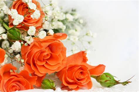 Orange Roses On White Background Stock Photo Image Of Copy Card