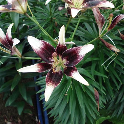 Lilium Netty S Pride Lis Asiatique Hybride Fleurs Bicolores Noir