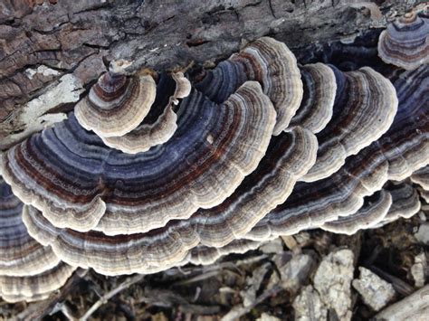 the most special health benefits of turkey tail mushroom health cautions